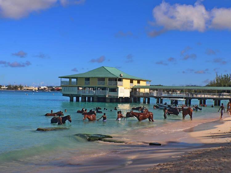 8 Banyan Court Apartment Bridgetown